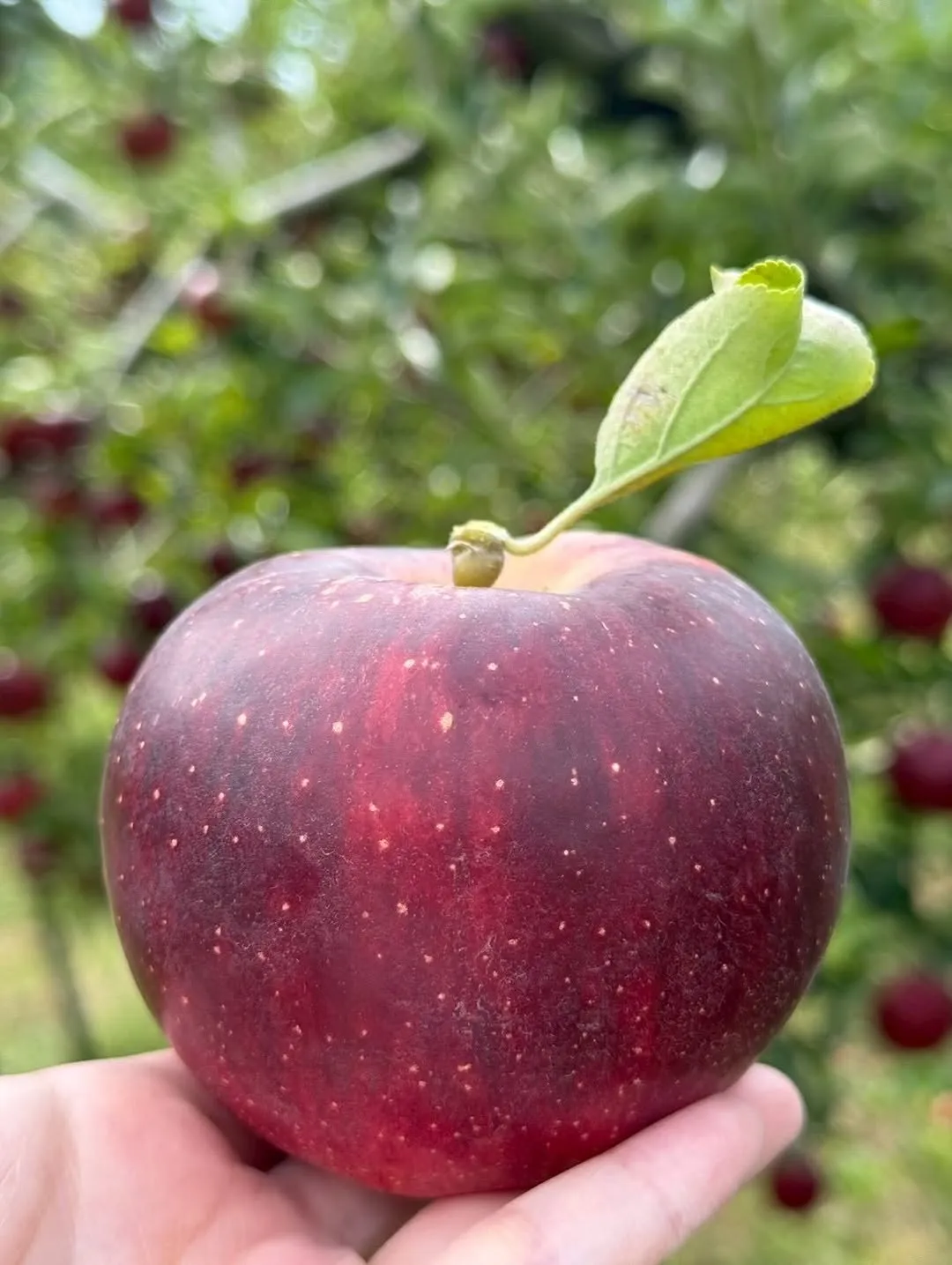 @apple_car3 3