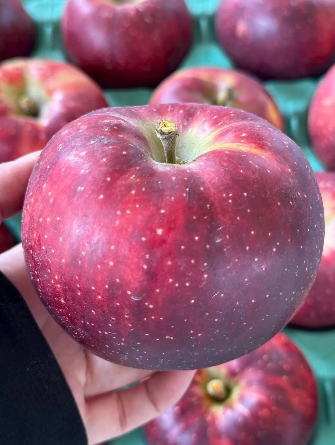 @apple_car3 5